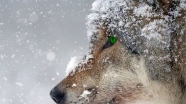 japanese wolf names