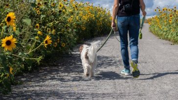 walking-a-dog