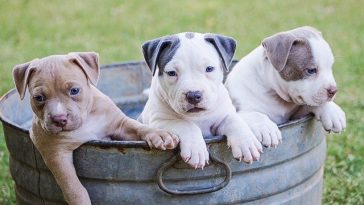 cute-dogs