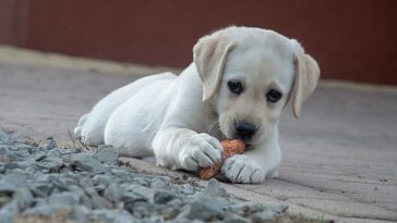 dessert-dog-names
