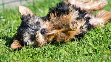 dog-eating