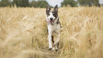 dog-hope