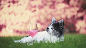 dog-wine