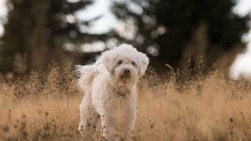 female-dog-beautiful