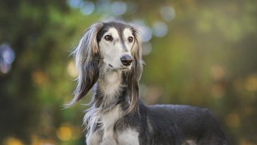 female-dog-hope