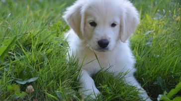 female-dog-love