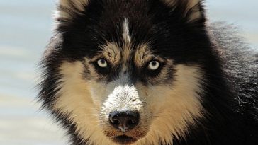husky-protector