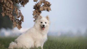 japanese-food-dog-names