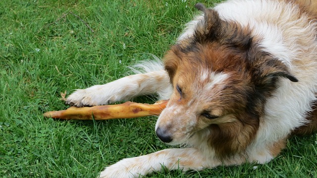 korean-food-dog-names
