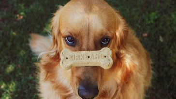 male-cookie-dog-names