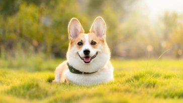 male-dog-blessing