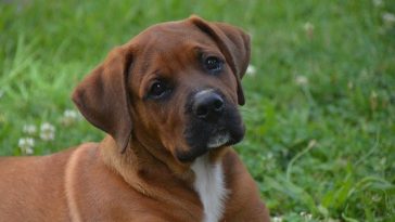 male-dog-loyal