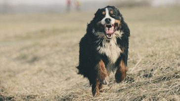 male-dog-strong