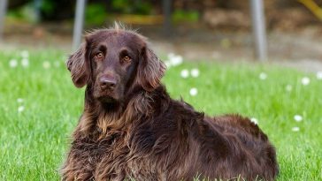 male-french-dog