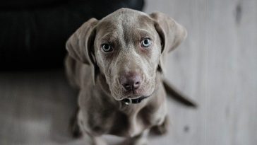 mexican-food-dog-names