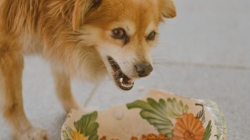 spices-dog-names