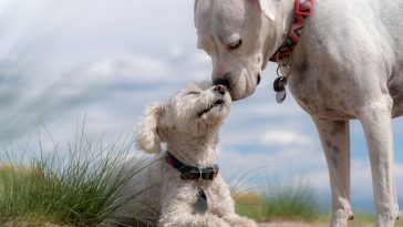white-dogs