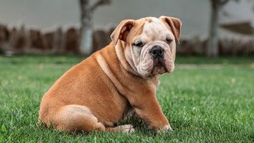 bulldog