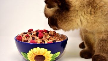 cat-food-names