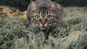 cat-names