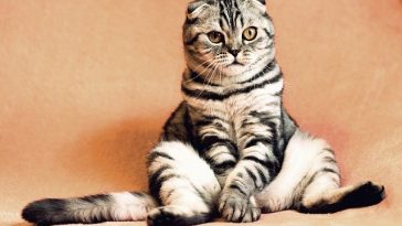 chinese-male-cat