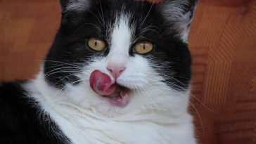dessert-cat-names