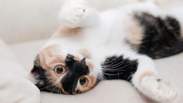 female-cat