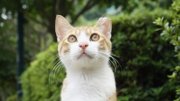 female-cheese-cat-names