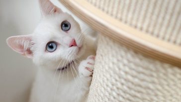 female-spice-cat-names