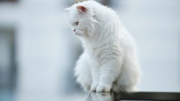 male-korean-cat-names