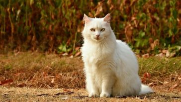 mexican-food-male-cat-names