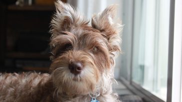 Miniature-Schnauzer
