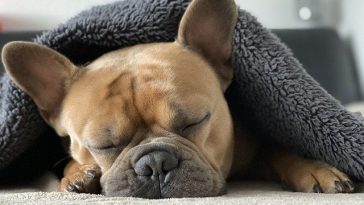 bulldog