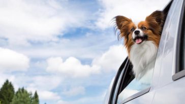 cloud names for a dog