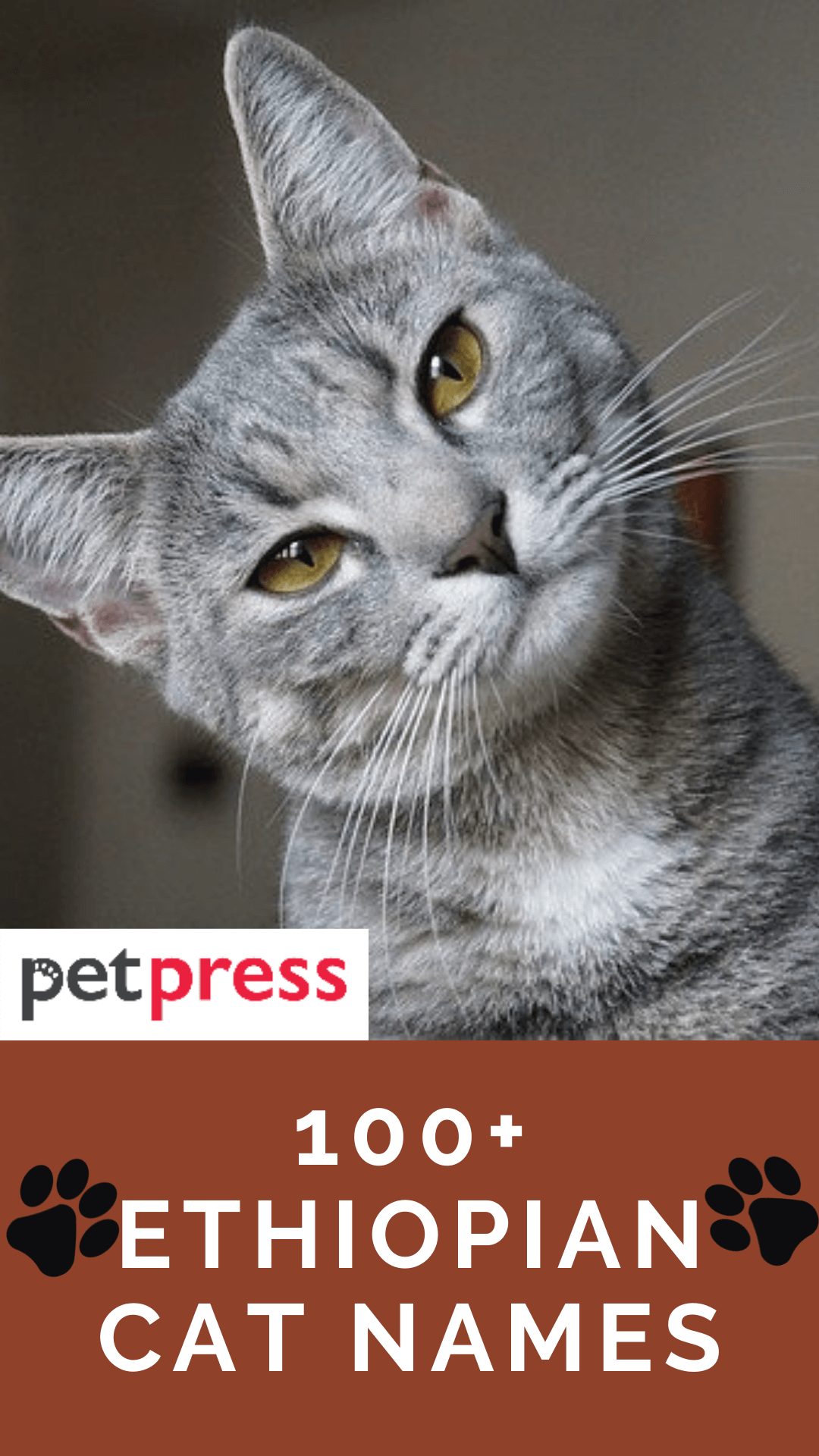 ethiopian-cat-names