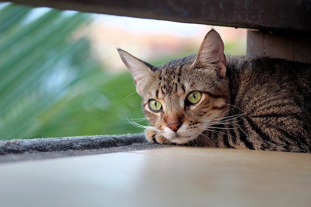 female-bengali-cat-names