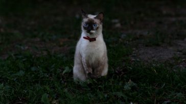 female-blue-burmese-cat-names