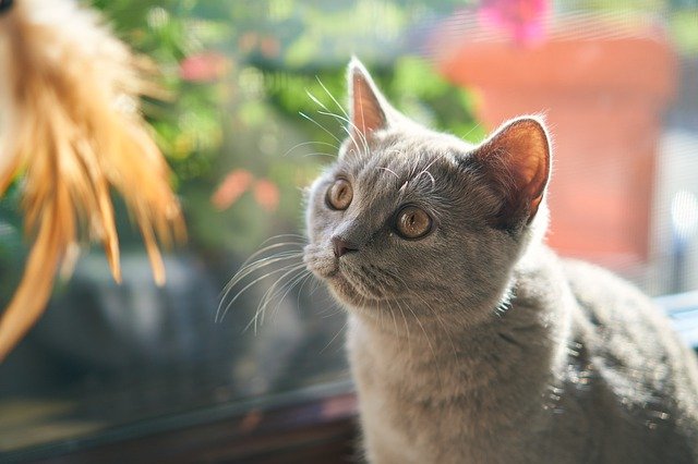 female-kannada-cat-names