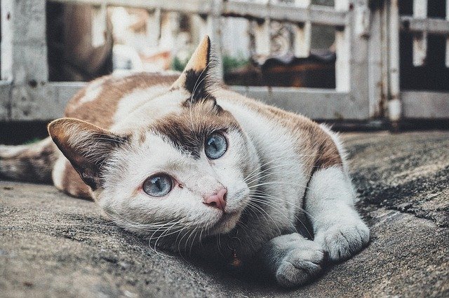 female-telugu-cat-names