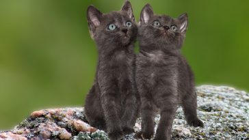 indian-twin-sister-cat-names