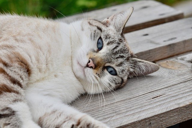 male-bengali-cat-names