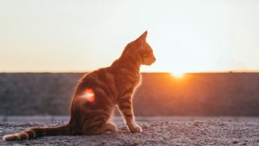 male-hindi-cat-names