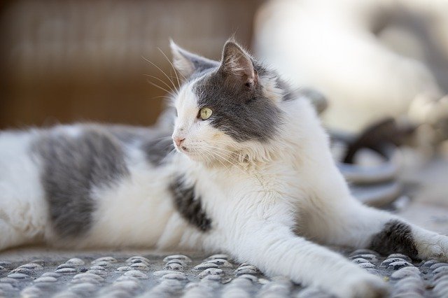 male-kannada-cat-names