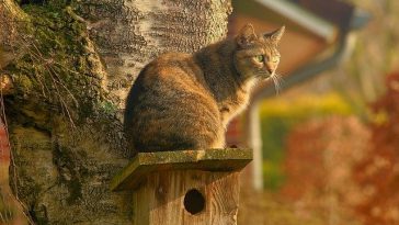 male-marathi-cat-names