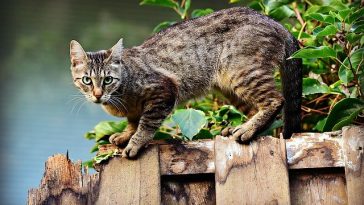 male-tamil-cat-names