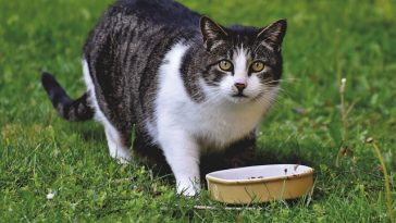 male-tibetan-cat-names