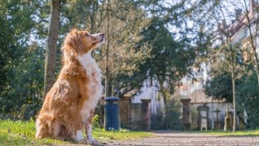 male-urdu-dog-names