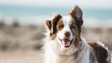 dog smile