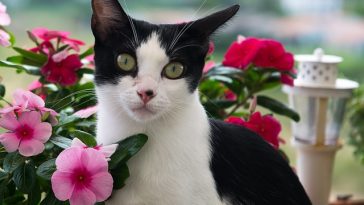 plant-female-cat-names