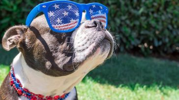 star related dog names